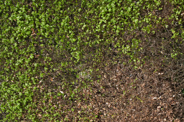Texture hedge in spring with a few leaves. Part of a green hedge without leaves in April