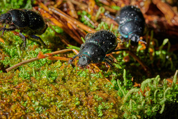 Several large insect black beetles pung bug on a green moss
