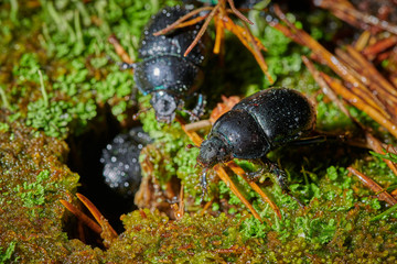Several large insect black beetles pung bug on a green moss