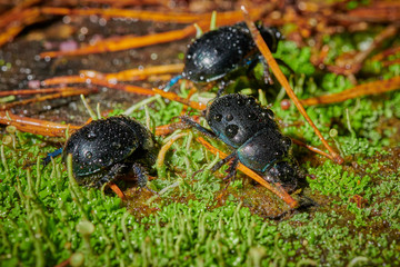 Several large insect black beetles pung bug on a green moss