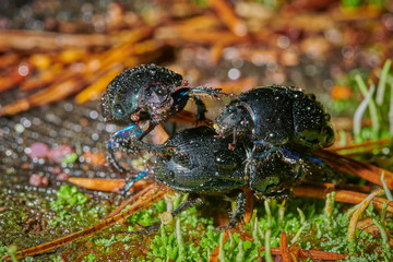Several large insect black beetles pung bug on a green moss