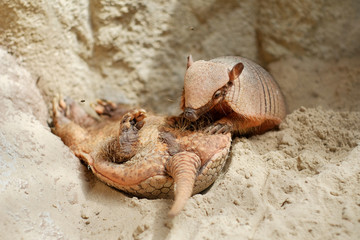 Funny two Cingulata or Armadillo outdoors close up, photo taken in zoo safari park in Spain