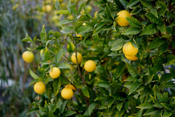 Bunches of fresh yellow ripe lemons hanging on tree branches close up background, sunny warm day, no people.