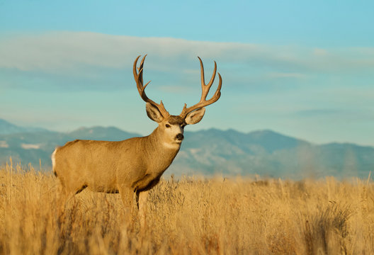 Mule Deer Buck environmental portrait against the Rocky Mountain foothills