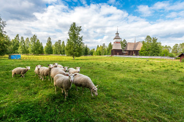 Flock of sheep in the farm grass land of Petajavesi village in Jyvaskyla region, the Old wooden...