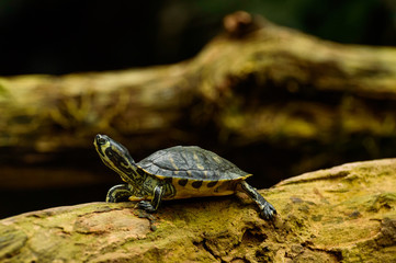 Yellow-faced tortoise, Trachemys scripta troostii, resting on a branch at the edge of a pond.
