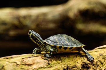 Yellow-faced tortoise, Trachemys scripta troostii, resting on a branch at the edge of a pond.