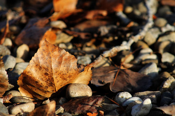 autumn leaves on the ground