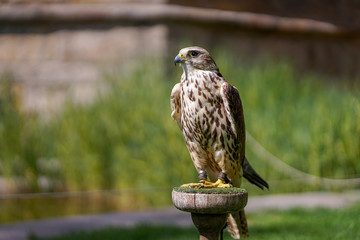 Falke Greifvogel