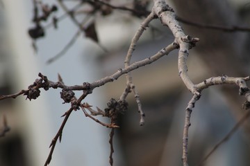 branches