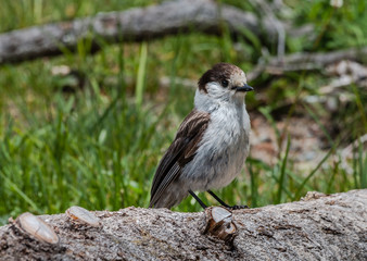 Grey Jay Bird sitting on log