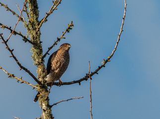 Sharp-shinned Hawk watching for prey