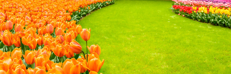 Holland, the country of tulips, the capital of beautiful colorful flowers.