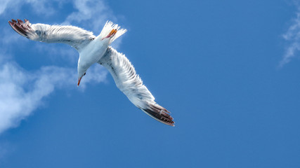 seagull in the sky