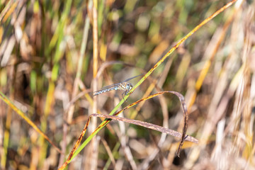 Migrant Hawker 4