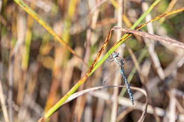 Migrant Hawker 3