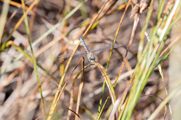 Migrant Hawker 2