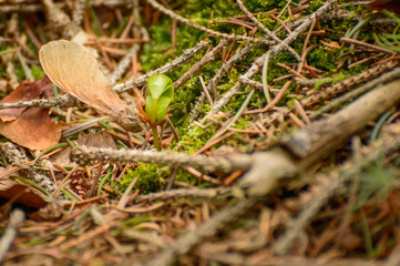 Oak, young plant sprouting from oak seeds, natural environment in the forest.