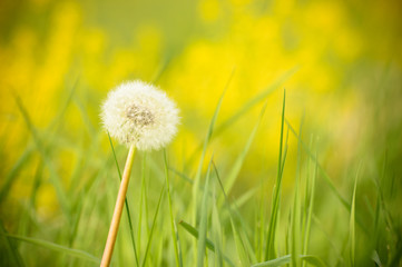 A lonely dandelion full of seeds, grows on green grass.