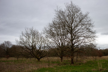tree in a field