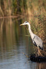 great blue heron in the water