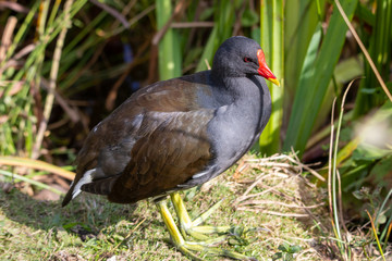 bird on grass