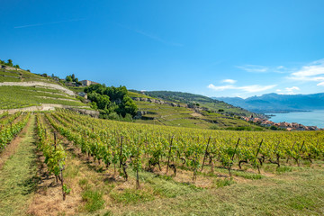 Fototapeta na wymiar Vineyard terrasses of Lavaux, Switzerland
