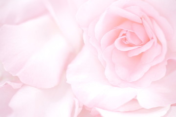 Fototapeta na wymiar Japanese Camellia, travel, Rosa × centifolia
