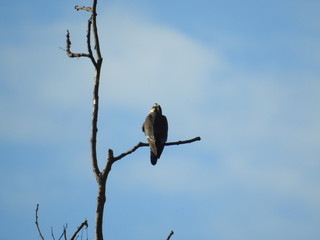 Hawk on a branch
