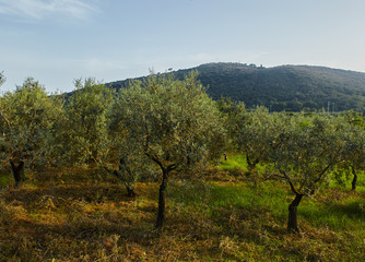 Idyllic Tuscan rural landscape with olives trees,