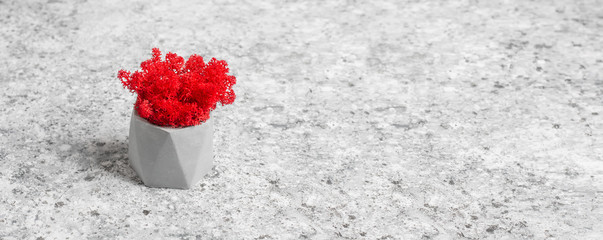 Red stabilized moss in a gray concrete pot on a gray background