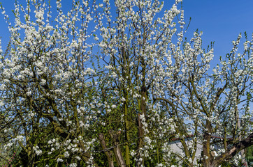 Obraz premium plum tree in full bloom with white flowers against the blue sky in the spring sun 