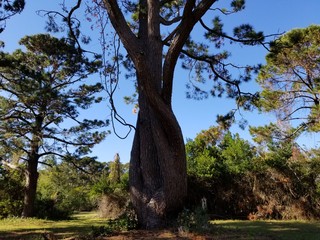 tree, nature, forest, park, green, trees, old, landscape, wood, oak, summer, trunk, grass, leaves, branches, spring, autumn, plant, big, leaf, outdoors, sky, bark, woods, outdoor