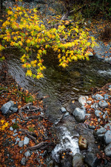 Yellow maple leaves on a tree above a river  from the beautiful countryside of cyprus.