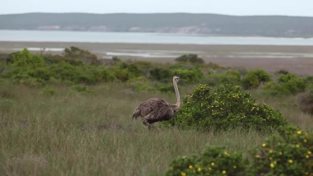 common ostrich, struthio camelus, South Africa