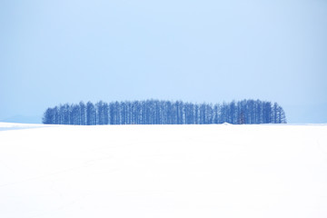 北海道 　冬のマイルドセブンの丘