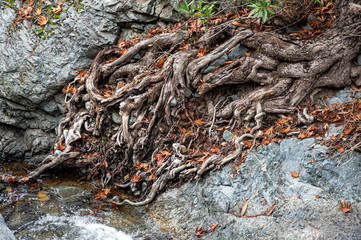 Tree roots resting on a rocky river surface.