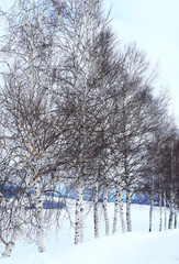 Fototapeta premium 冬の白樺林