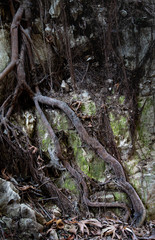 Giant tree roots on a rocky surface.