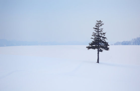 北海道の冬景色 Stock Photo Adobe Stock