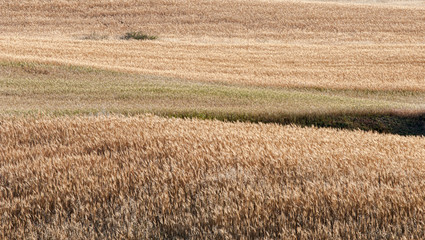 Agriculture land background with cereal harvested fields.