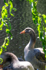 Beautiful goose in a river in Ourense, Galicia, Spain.