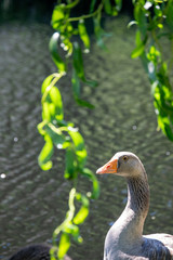 Beautiful goose in a river in Ourense, Galicia, Spain.