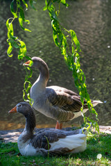 Beautiful goose in a river in Ourense, Galicia, Spain.
