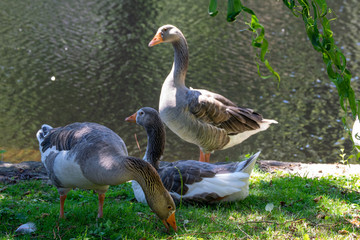 Beautiful goose in a river in Ourense, Galicia, Spain.