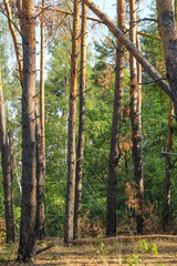 Obraz premium Forest background of tree trunks and path. Forest background of tree trunks, pine forest