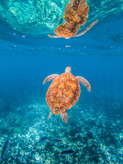 tourtle underwater