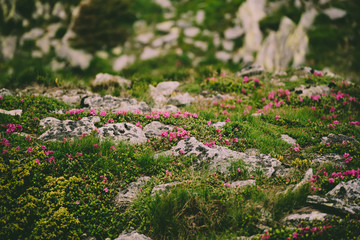 Obraz premium Rhododendron flowers in nature