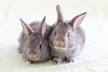 Portrait of two bunnies