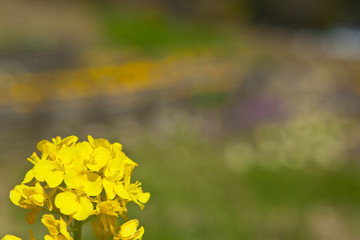 Obraz premium 都市農業センターの菜の花 